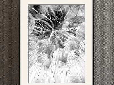 Black and White Framed Plant Painting Featuring Dandelion Seeds and Delicate Fibers 3d model