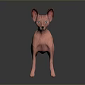 Pink Sphynx Cat with Large Ears and Blue Eyes Standing on Dark Reflective Surface