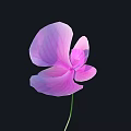 Purple Flower With Textured Petals On Black Background And Green Stem