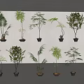 Various Types Of Bonsai Potted Plants With Different Leaf Shapes And Decorative Pots On Shelves