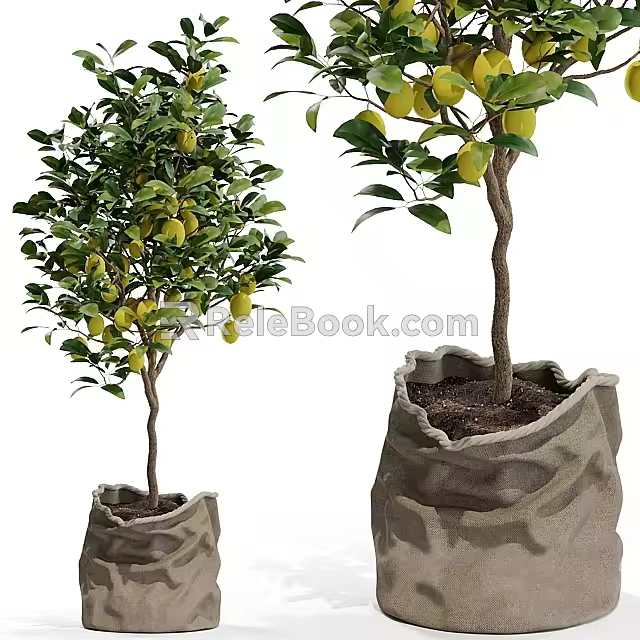 Fruit Tree Lemon Tree Small Tree Landscape Tree 3d model
