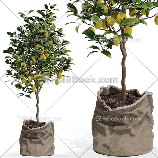 Fruit Tree Lemon Tree Small Tree Landscape Tree model