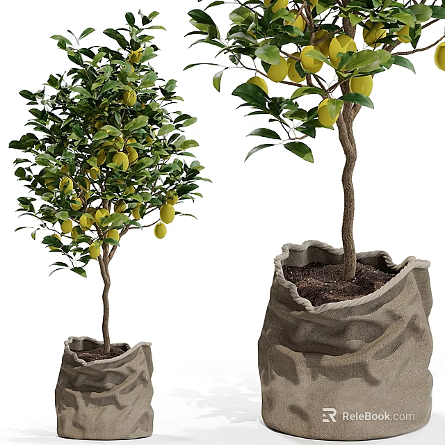 Lemon Tree Planted in Burlap Bags With Yellow Lemons and Green Leaves 3d model 