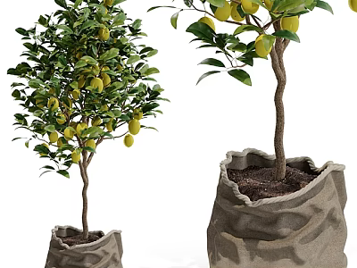 Lemon Tree Planted in Burlap Bags With Yellow Lemons and Green Leaves 3d model
