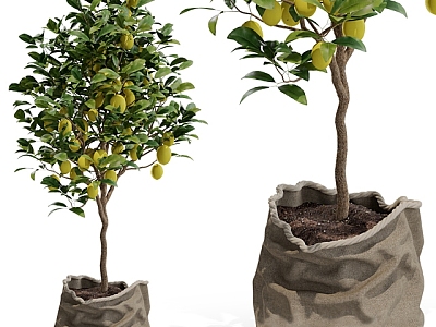 Fruit Tree Lemon Tree Small Tree Landscape Tree model