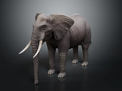 Realistic Gray Elephant With Long White Tusks Standing On Black Background 3d model