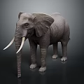 Realistic Gray Elephant With Long White Tusks Standing On Black Background 3d model
