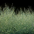 Dense Green Flowering Bush With Small Yellow Blooms In Natural Setting