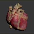 Heart Heart Human Heart Heart Anatomical Organs Human Organs Human Body 3d model