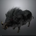 Wild Boar With Fluffy Dark Fur And Prominent Curved Tusks Standing Against Dark Background