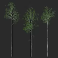 Tall Birch Trees With Green Leaves And White Trunks Showing Natural Growth