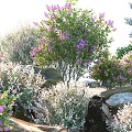 Modern shrubs 3d model