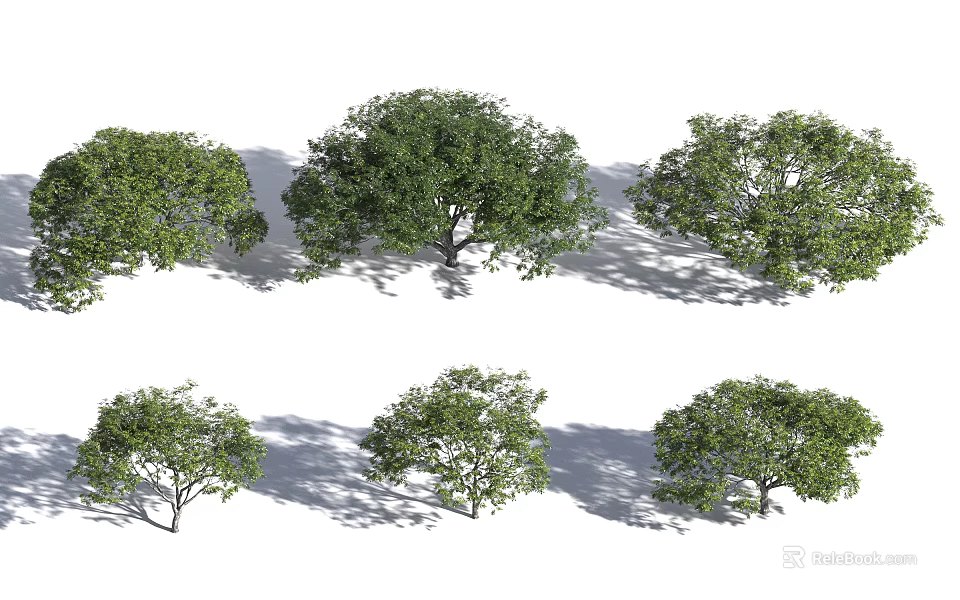 Six Arbor Trees With Green Foliage And Natural Shadows In Various Forms 3d model