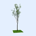 Tree With Slender Trunk And Green Branches Standing On Lush Grass Patch 3d model