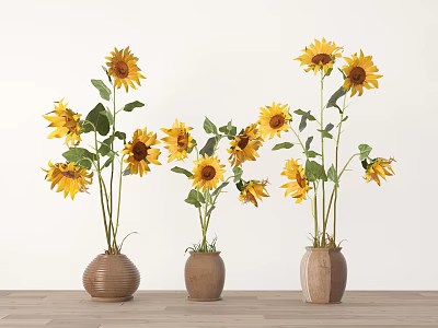 Blooming Sunflowers in Decorative Vases on Wooden Floor with Light Background Wall 3d model