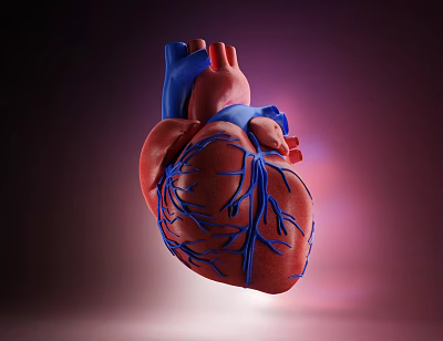 Advanced Medical Device 3D Heart Model With Detailed Vascular Structure For Anatomical Study 3d model