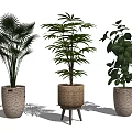 Decorative Indoor Potted Plants With Palm Leafy Greenery In Woven Textured Pots On Wooden Stand