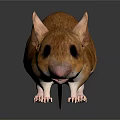 Brown Mouse with Large Ears and White Paws Standing on Smooth Surface Against White Background