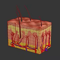 Human Skin Structure With Hair Follicles Blood Vessels And Layers