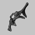 Detailed Animal Bone Structure Displaying Natural Skeletal Morphology And Anatomical Features