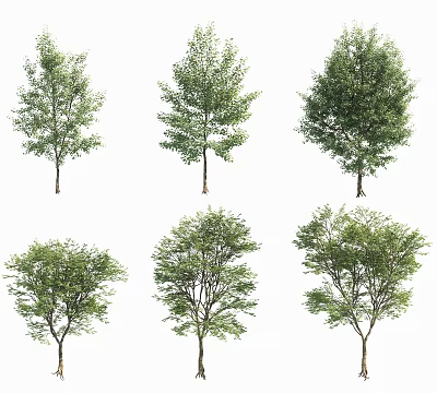 Various Types of Isolated Trees with Different Crown Shapes and Lush Green Foliage 3d model