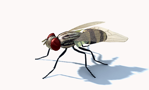 modern fly 3d model