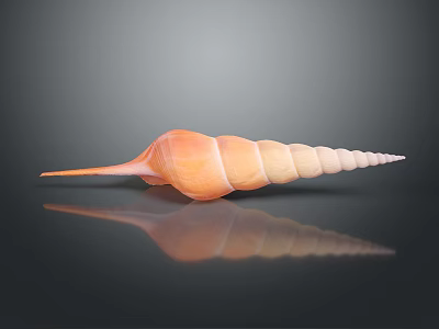 Conch With Spiral Shell In Orange And Beige On Black Background With Reflection 3d model