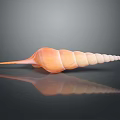 Conch With Spiral Shell In Orange And Beige On Black Background With Reflection 3d model