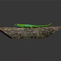Vibrant Green Lizard Perched On Weathered Wooden Log With Textured Surface