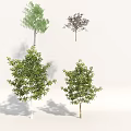 Diverse Arbor Varieties With Green Foliage And Various Tree Forms 3d model