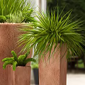 Bonsai Potted Plants In Terracotta Pots With Green Foliage And Stone Decorations