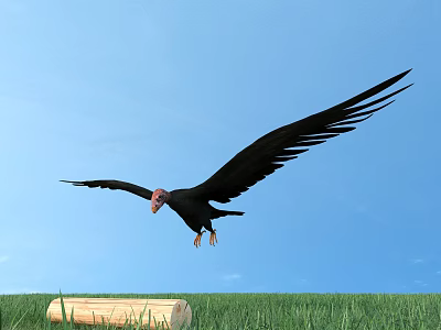 Black Vulture Flying Over Green Grass With Log Under Blue Sky 3d model
