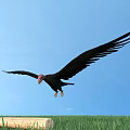 Black Vulture Flying Over Green Grass With Log Under Blue Sky