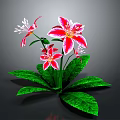 Stunning Red And White Lilies With Green Leaves And Multiple Fresh Blooms