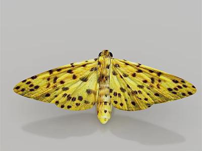 Yellow Moth As Flying Insect With Spread Wings And Black Spots 3d model