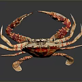 Vibrant Orange And White Patterned Crab With Large Claws On Reflective Surface 3d model