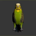Colorful Budgerigar With Yellow Head Green Body And Blue Tail On Black Reflective Background