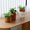 Bonsai Potted Plants On Wooden Table With White Louvered Blinds And Various Styled Pots