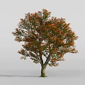 Lush Arbor With Green And Orange Leaves And Brown Trunk On White Background