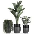 Various Potted Plants With Lush Green Leaves In Black Pots Of Different Heights And Styles