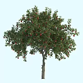 Vibrant Green Leafy Arbor Bearing Plentiful Red Fruits On Branches