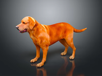 Healthy Golden Labrador Dog Standing With Open Mouth Isolated On Gray Background 3d model