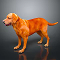 Healthy Golden Labrador Dog Standing With Open Mouth Isolated On Gray Background