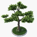 Evergreen Arbor With Brown Trunk Lush Green Foliage Circular Stone Base Grass Small White Flowers And Pebbles