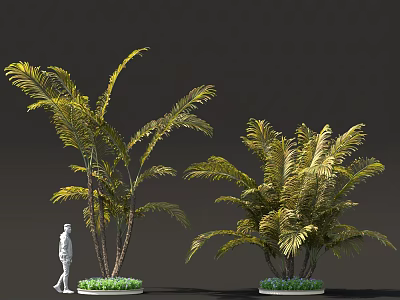 Large Tropical Palm Plants With Round Planters And Human Figure For Scale 3d model