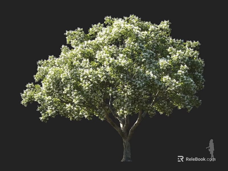 Beautiful Large Flowering Arbor With White Blossoms Lush Foliage And Strong Trunk 3d model 
