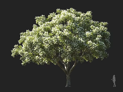 Beautiful Large Flowering Arbor With White Blossoms Lush Foliage And Strong Trunk 3d model