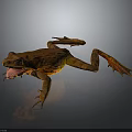 Orange Brown Frog Displaying Open Mouth Extended Limbs on Dark Background with Natural Amphibian Features