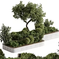 Olive Tree Bonsai Potted Plant In Rectangular Concrete Planter With Lush Green Leaves