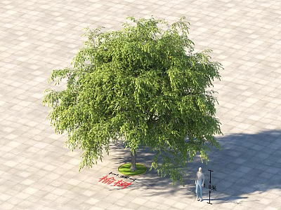 Lush Green Arbor with Height and Trunk Diameter on Paved Ground with Person 3d model